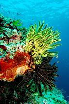 Farbenprächtige Korallen