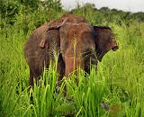 Sri Lanka - Elefant in freier Wildbahn