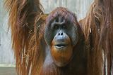 Orangutan's sind in Malaysia heimisch