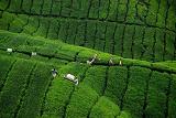 Teeplantage in den CameronHighlands in Malaysia