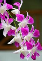 Orchideen nach einem tropischen Regenfall in Thailand