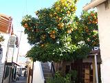 reife Orangen zur Weihnachtszeit auf Zypern